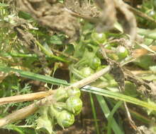 Image of hoe nightshade
