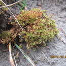 Image of Bryum truncorum Bridel 1819