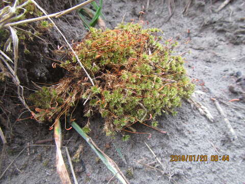 Imagem de Bryum truncorum Bridel 1819