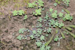 Image of Sedum clausenii E. Perez-Calix