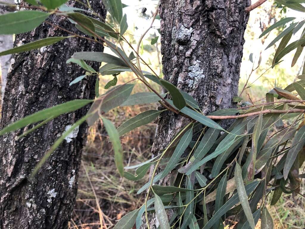 Image of northern gray ironbark