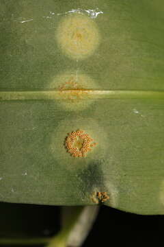 Imagem de Puccinia sessilis J. Schröt. 1870