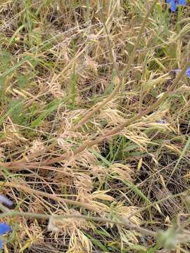 Image of Geyer's larkspur