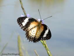 Image of Cethosia cyane Drury 1770