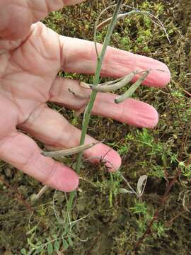 Indigofera lindheimeriana Scheele的圖片