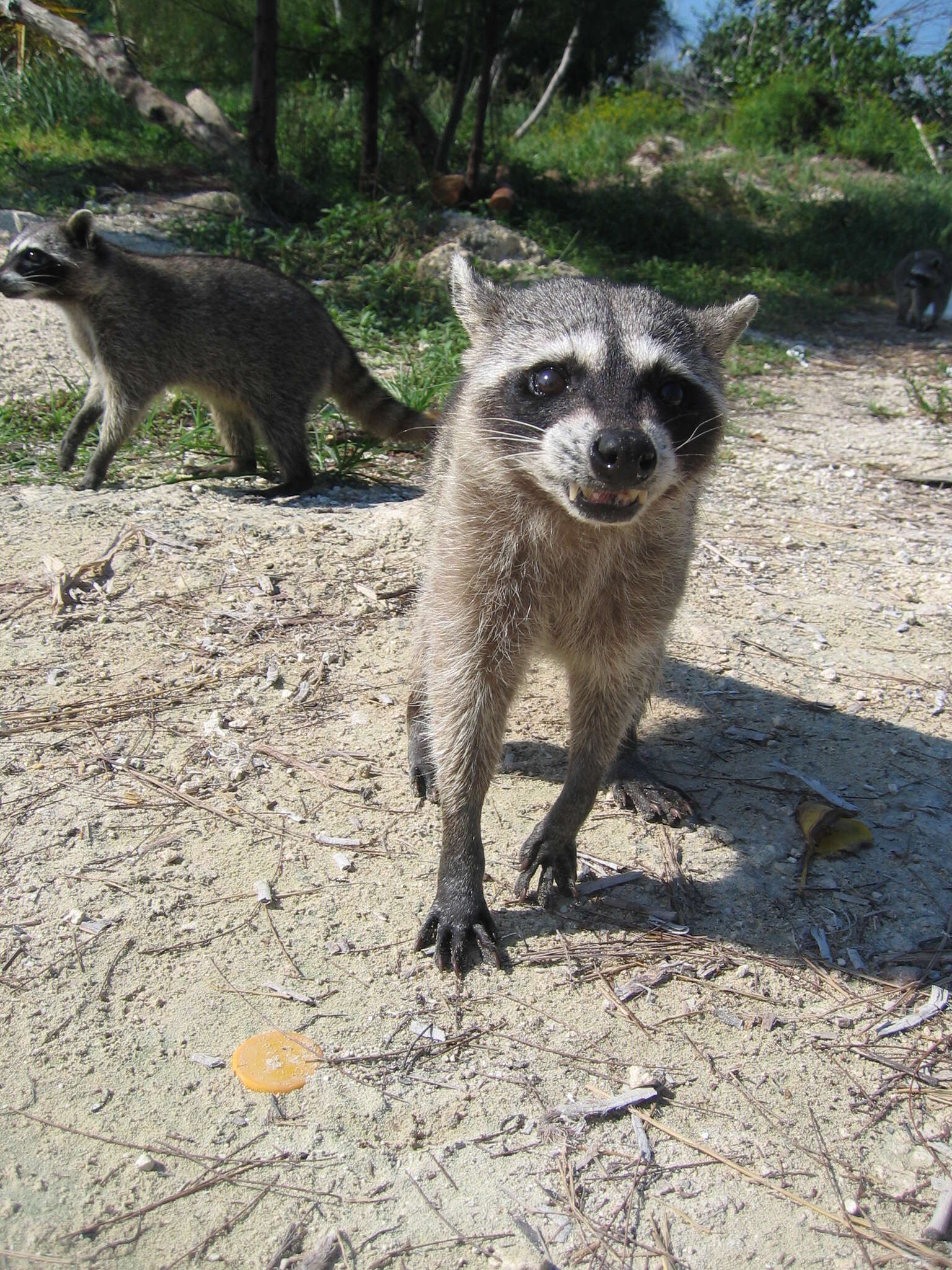 Image of Cozumel Island Raccoon