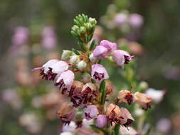 Image of heather