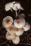 Image of Gymnopus polyphyllus (Peck) Halling 1997