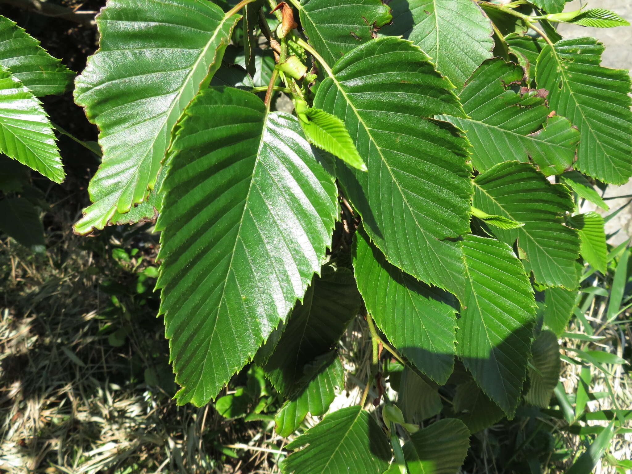 Image of Alnus sieboldiana Matsum.