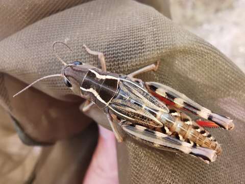 Image of Provence Banded Grasshopper