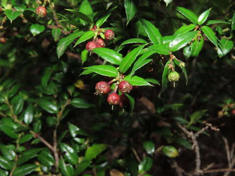 Image of Gaultheria phillyreifolia (Pers.) Sleum.