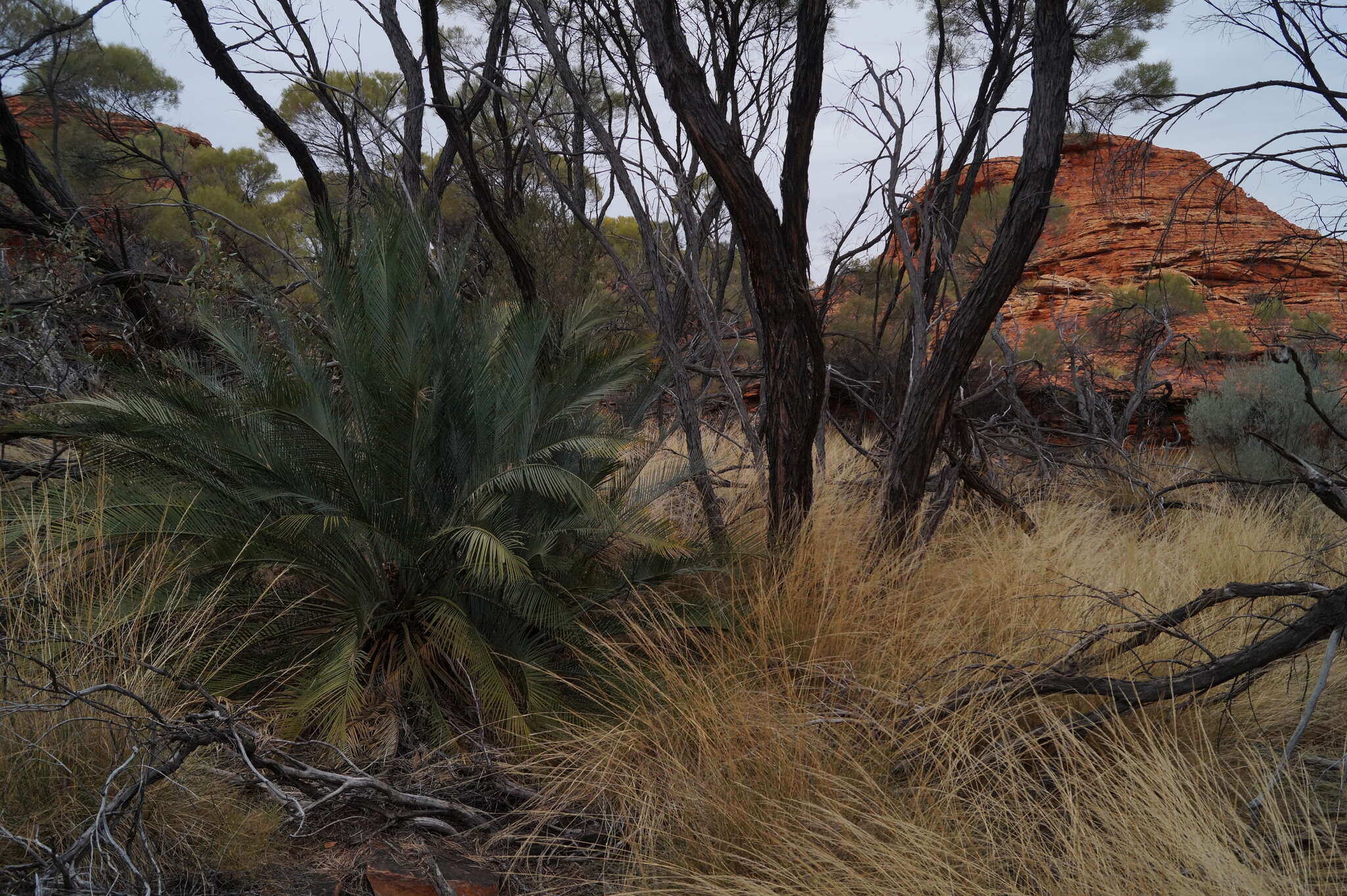 Image of Macrozamia macdonnellii (F. Muell. ex Miq.) A. DC.