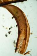 صورة Syntrichia norvegica Weber 1804