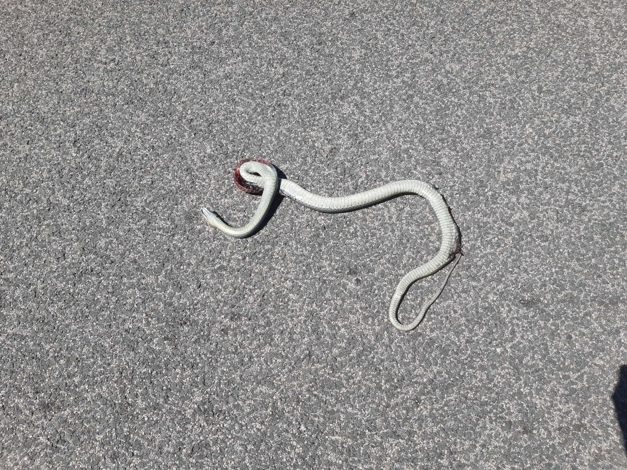 Image of Eastern Montpellier Snake