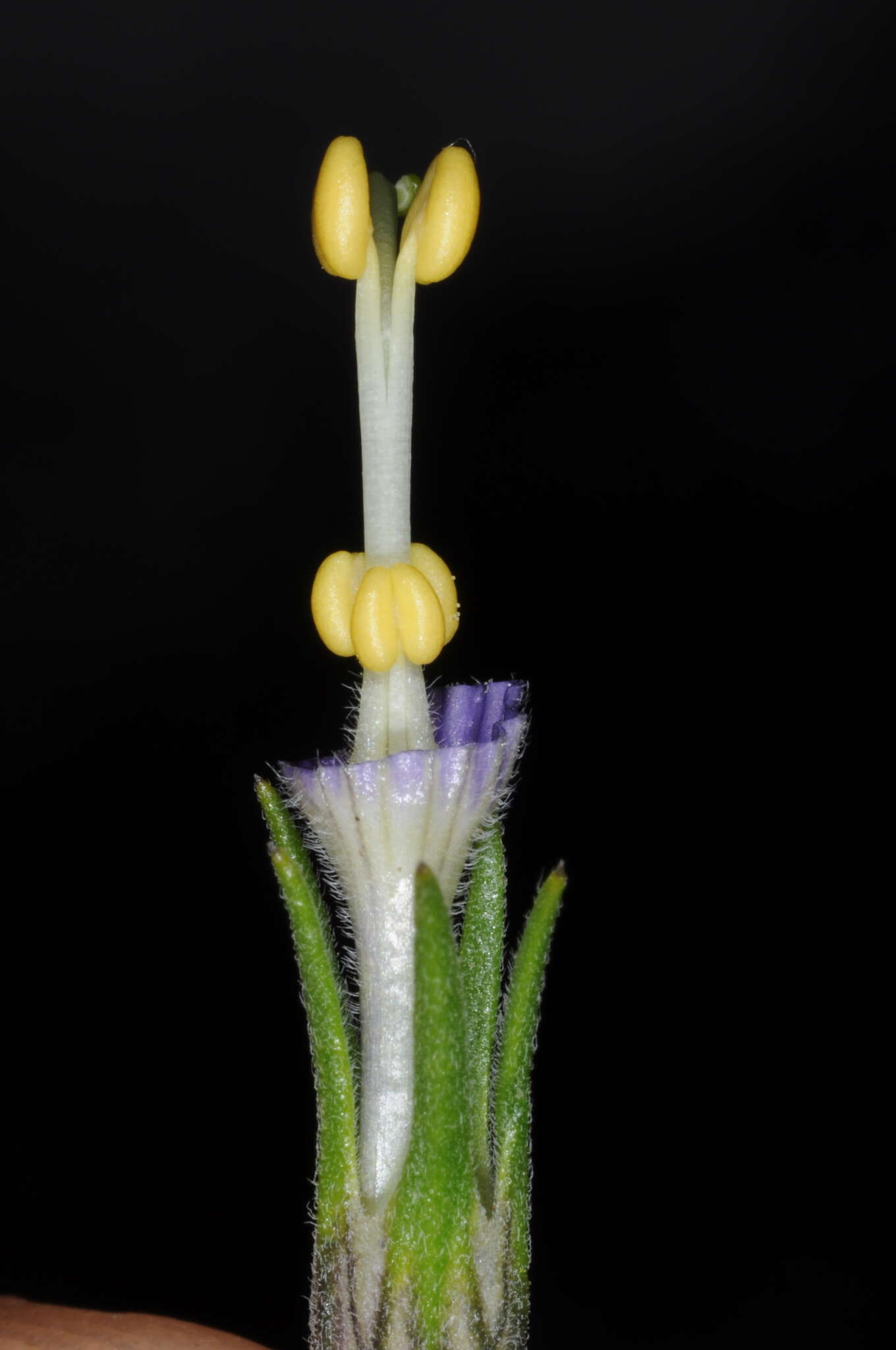 Image of Nierembergia tucumanensis Millan