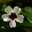 Image of Thunbergia mildbraediana Lebrun & Toussaint