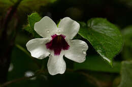 Plancia ëd Thunbergia mildbraediana Lebrun & Toussaint