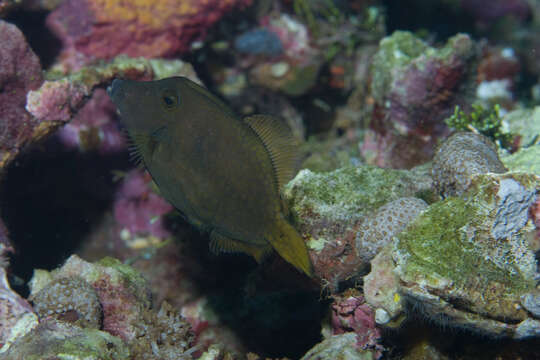 Image of Honeycomb Filefish