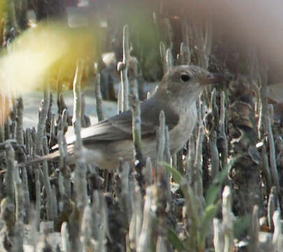 صورة Pachycephala lanioides Gould 1840