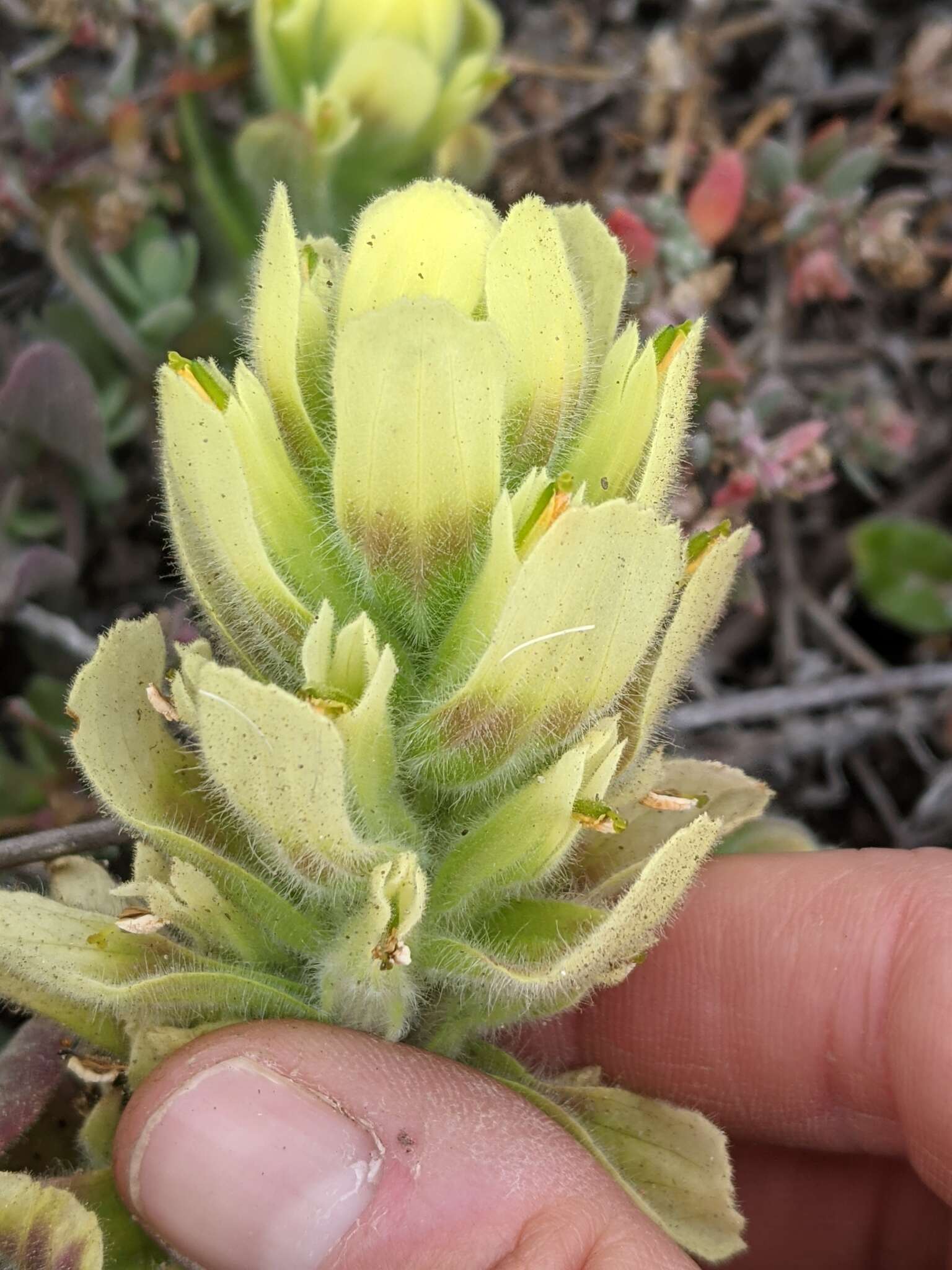 Image of softleaf Indian paintbrush