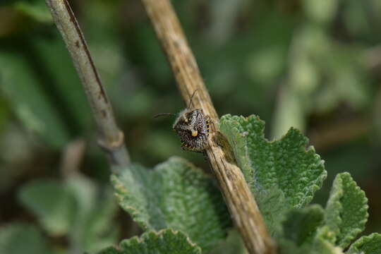 Image of African cluster bug