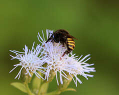 صورة Melipona quadrifasciata quadrifasciata Lepeletier 1836