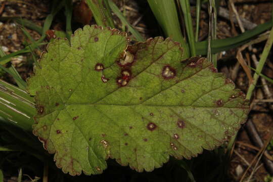 Podosphaera erodii (Durieu & Mont.) U. Braun & S. Takam. 2000 resmi