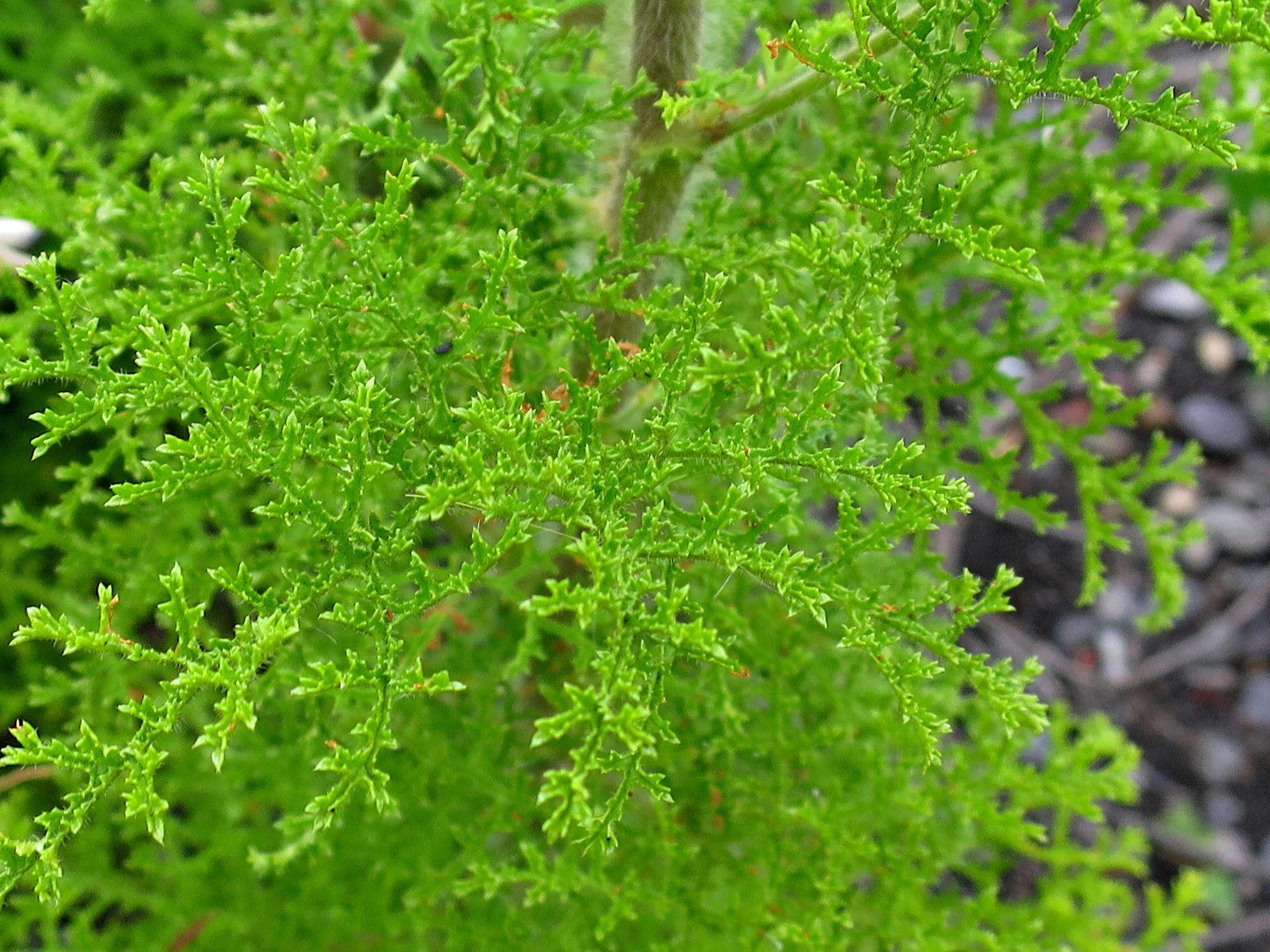 Image of Pelargonium denticulatum Jacq.