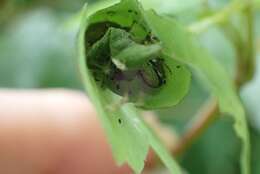 Phyllobius (Phyllobius) betulinus Bechstein & Scharfenberg 1805 resmi