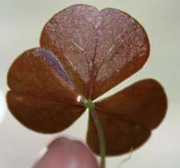 Слика од Oxalis orbicularis Salter