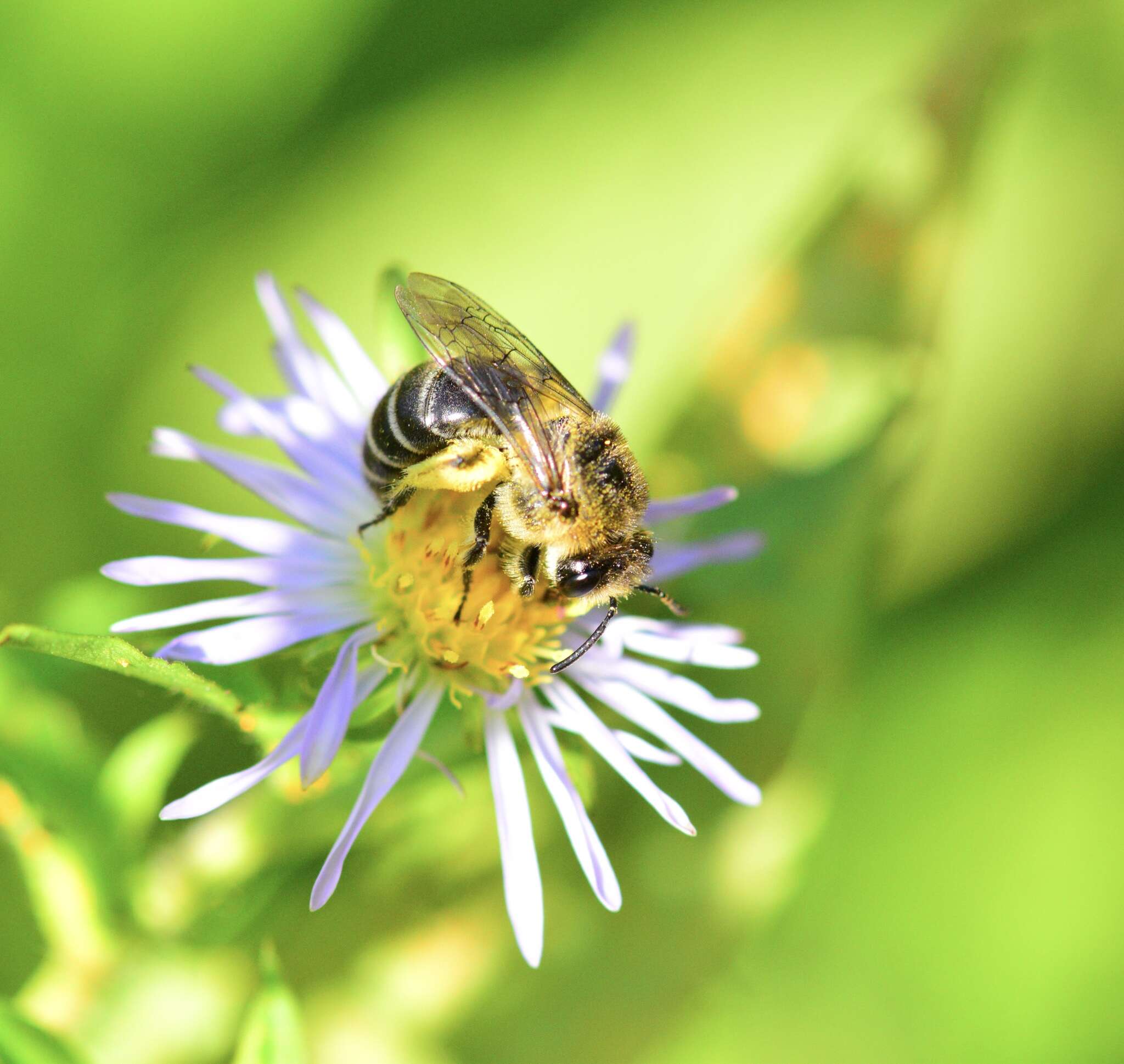 Image of Colletes compactus compactus Cresson 1868