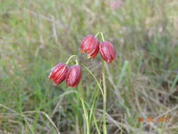 Fritillaria meleagroides Patrin ex Schult. & Schult. fil. resmi