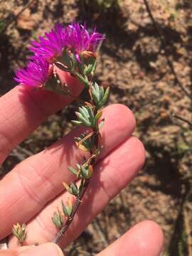 Image of Lampranthus emarginatus (L.) N. E. Br.