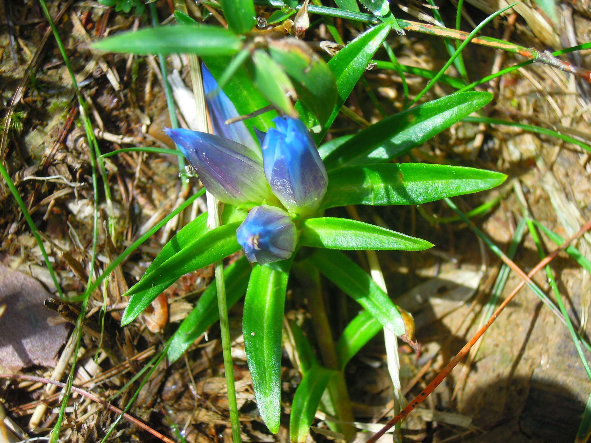 Image de Gentiana davidii Franch.