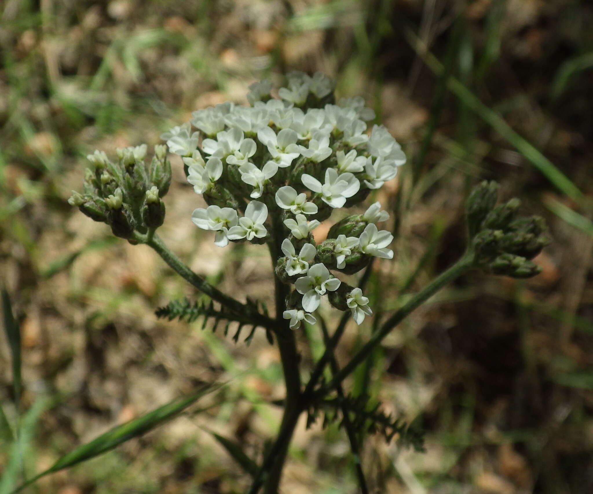 Image of California yarrow