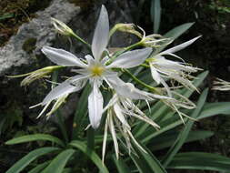 Imagem de Pancratium illyricum L.