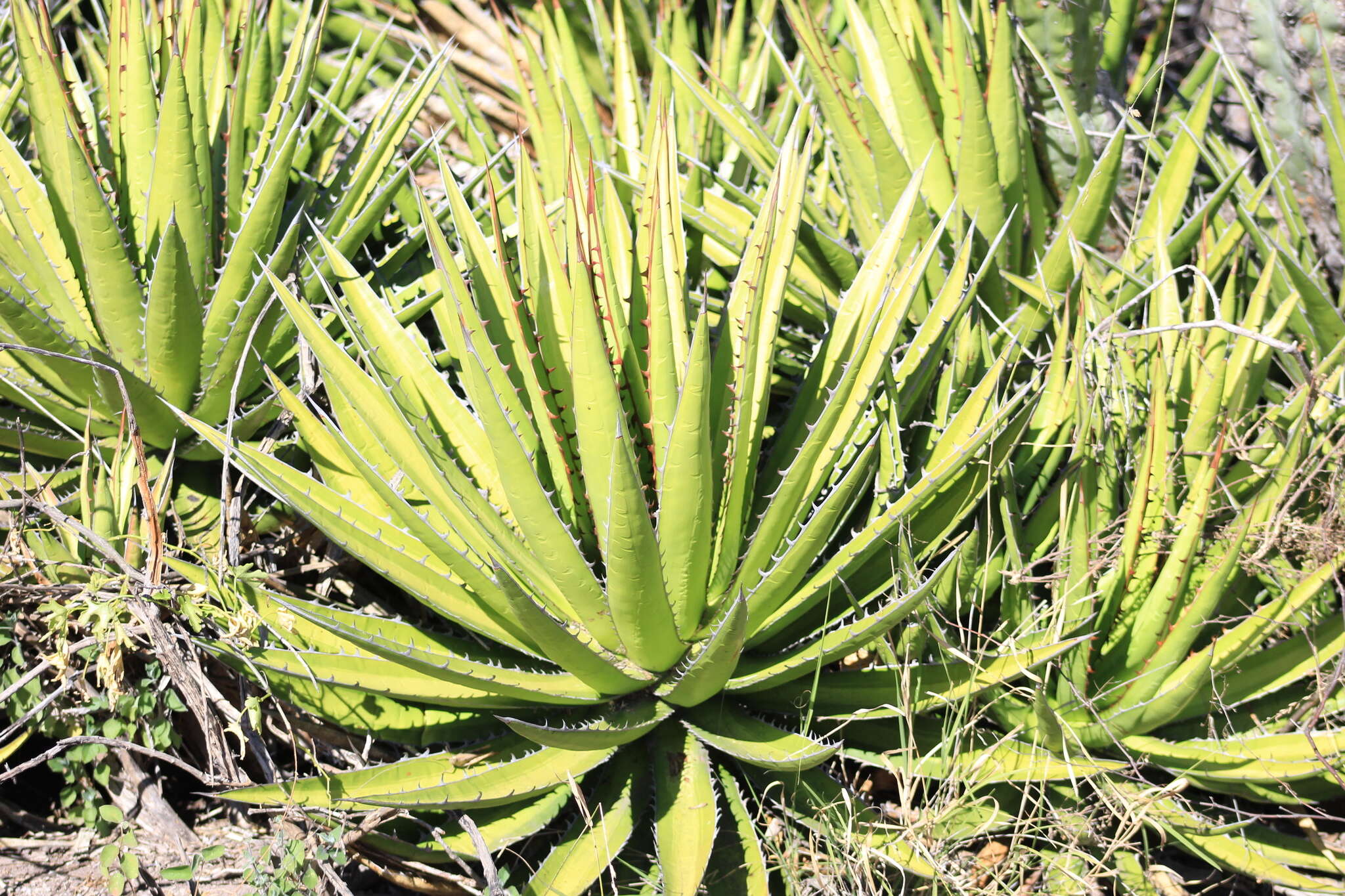 Image of Agave kerchovei Lem.