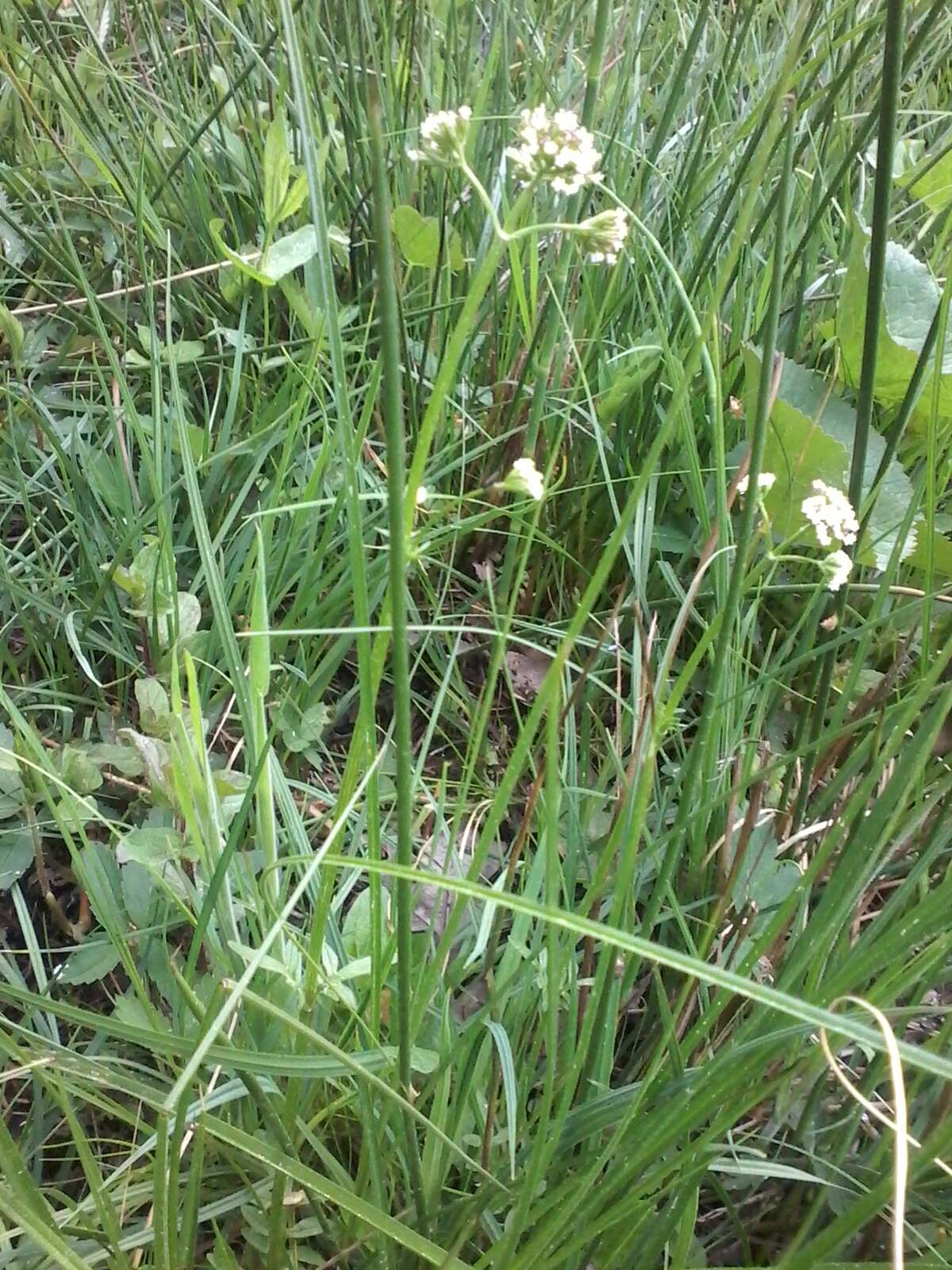 Image of marsh valerian