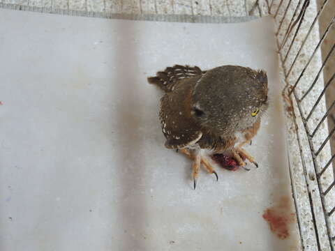 Image of Colima Pygmy Owl