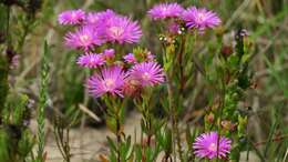 Image of Lampranthus lavisii (L. Bol.) L. Bol.