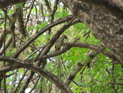 Imagem de Vireo gracilirostris Sharpe 1890