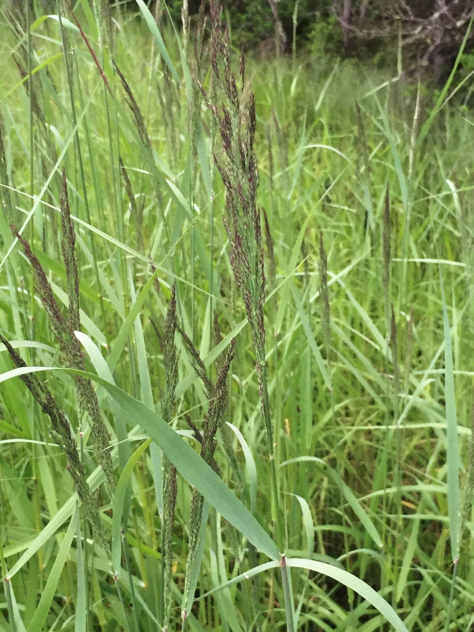 Image of Calamagrostis canadensis (Michx.) P. Beauv.