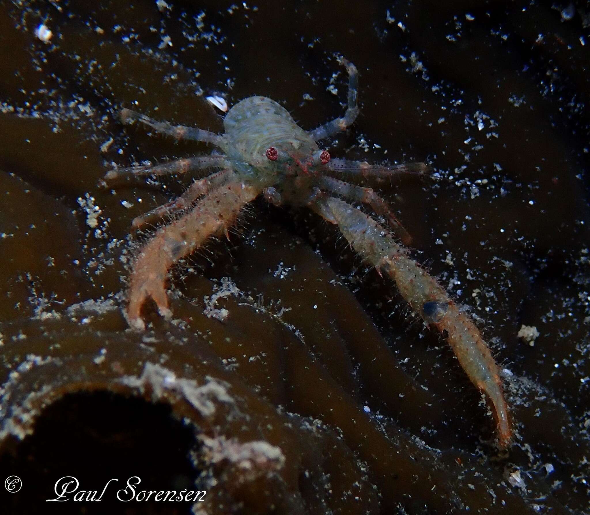 Image of Galathea australiensis Stimpson 1858