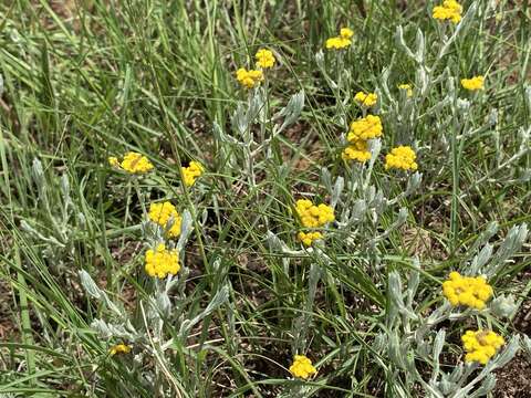 Sivun Helichrysum aureonitens Sch. Bip. kuva