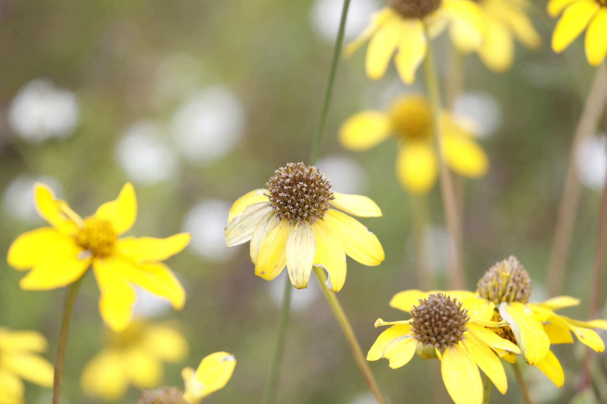 Image of mountain oxeye