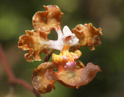 Image of Trichocentrum luridum (Lindl.) M. W. Chase & N. H. Williams