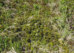 Image of Aleutian Mountain-Heath