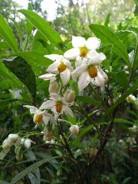 Solanum compressum L. B. Smith & Downs resmi