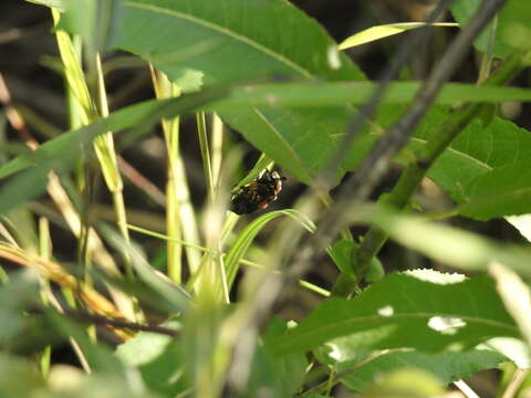 Image of Nicrophorus (Nicrophorus) hebes (Kirby 1837)