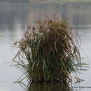 Image of Cyperus semiochraceus Boeckeler